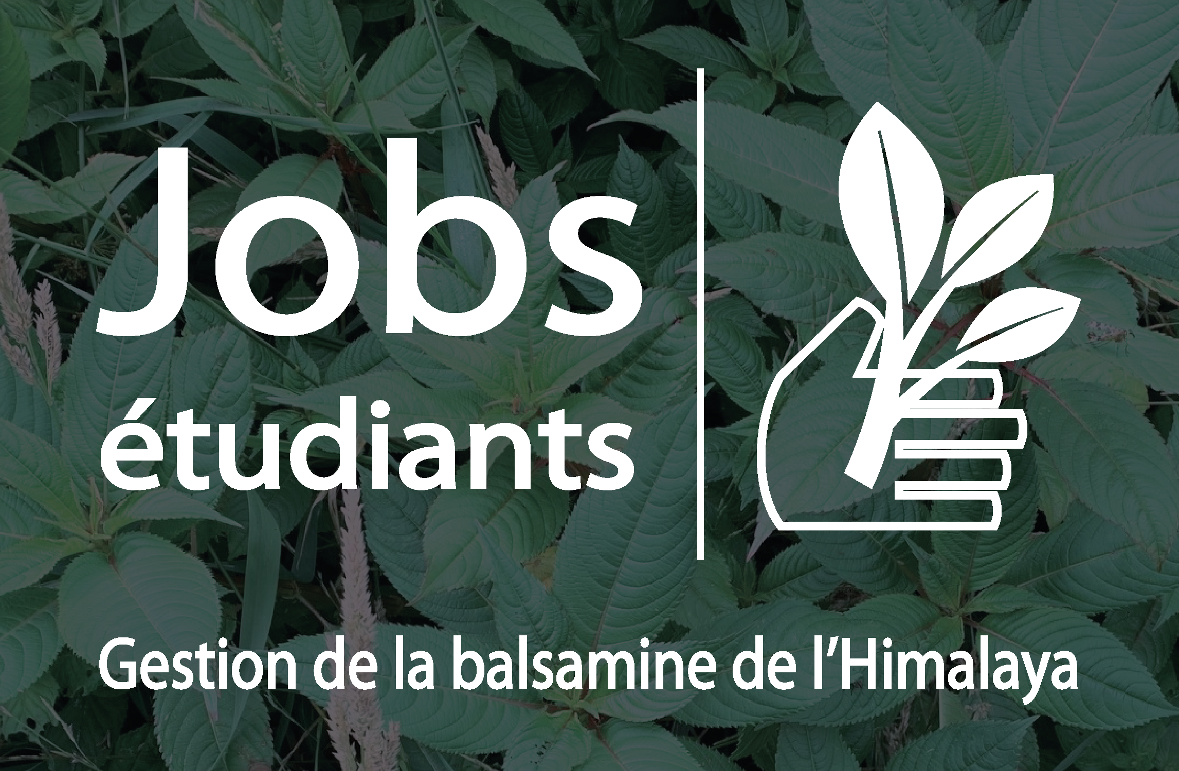 Engagement d’étudiants - chantiers de gestion de la Balsamine de l'Himalaya