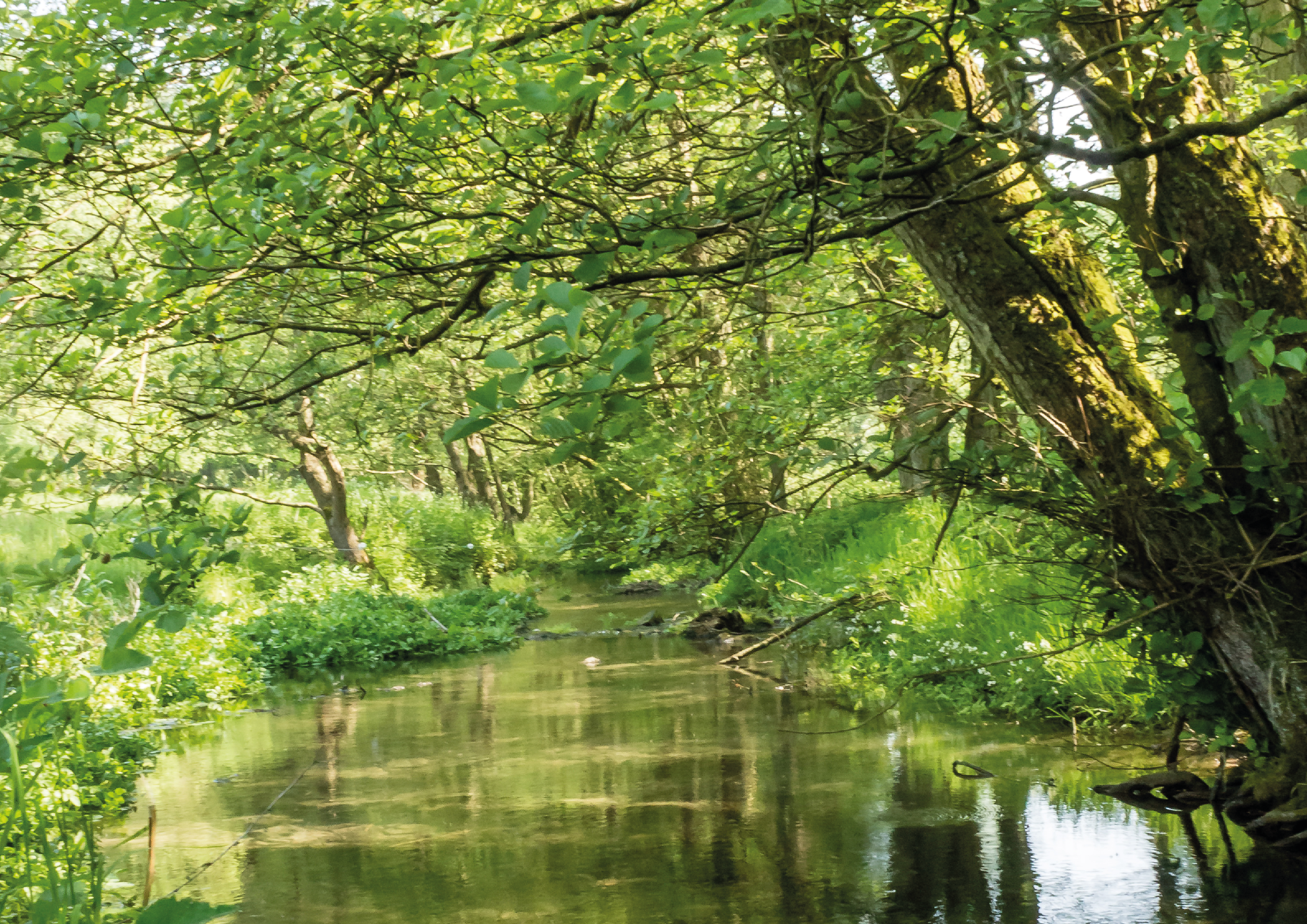 Les ripisylves : des forêts en bord d’eau aux multiples rôles