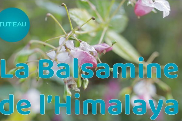 Tut'EAU - Plantes invasives - La gestion de la Balsamine de l'Himalaya