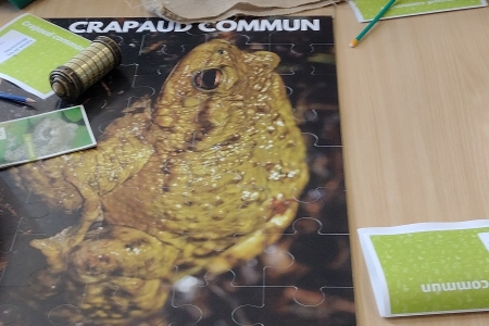 Escape Game Amphibiens