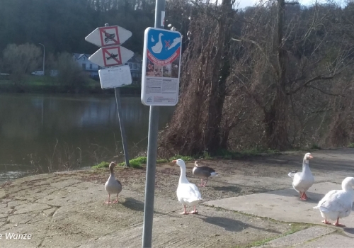 Attention au nourrissage des oiseaux d'eau !