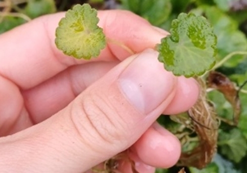 Éradication de l’hydrocotyle fausse-renoncule dans la wateringue de Ciplet : le résultat d’une collaboration fructueuse 