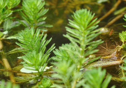 Halte à la prolifération des plantes EEE
