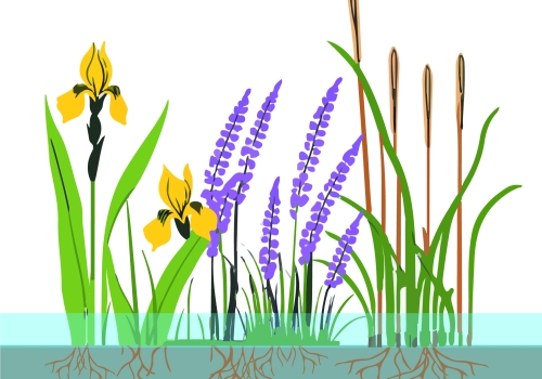Les hélophytes et leur rôle dans l’assainissement naturel des eaux